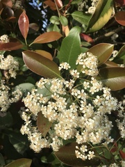 Photinia × fraseri
