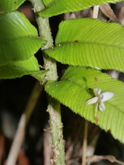 Blechnum triangularifolium