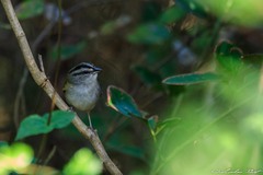 Arremonops chloronotus