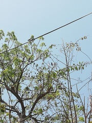 Cynanthus doubledayi