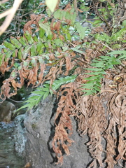 Blechnum triangularifolium