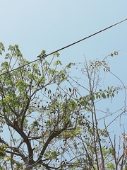 Cynanthus doubledayi