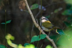 Arremonops chloronotus