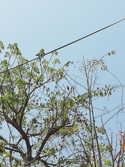 Cynanthus doubledayi