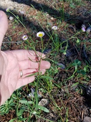 Erigeron tenuis
