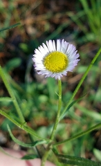 Erigeron tenuis
