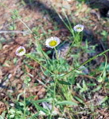 Erigeron tenuis