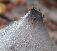 Ostearius melanopygius