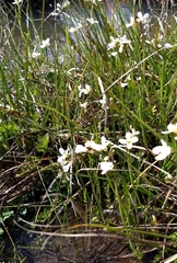 Cardamine penduliflora