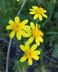 Senecio lemmonii