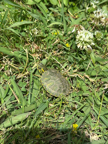 Trachemys scripta