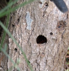 Hemideina crassidens