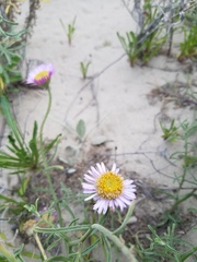 Erigeron blochmaniae