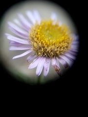 Erigeron blochmaniae