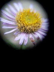 Erigeron blochmaniae