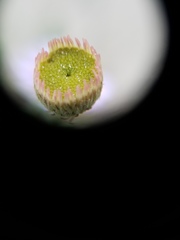 Erigeron blochmaniae