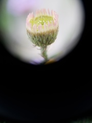 Erigeron blochmaniae