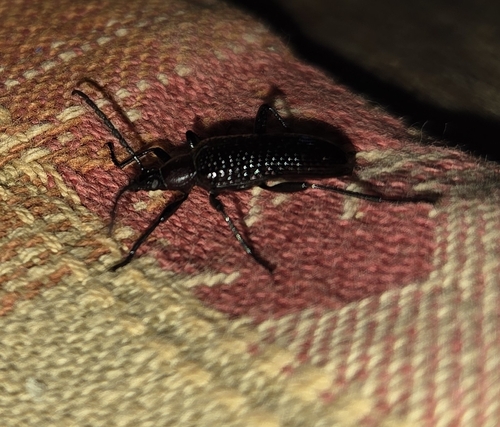 Praeugena fossulata