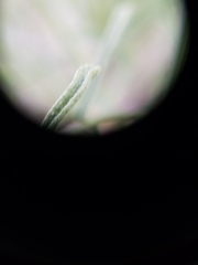 Erigeron blochmaniae