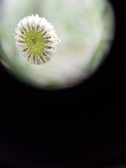 Erigeron blochmaniae