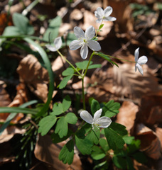 Isopyrum thalictroides