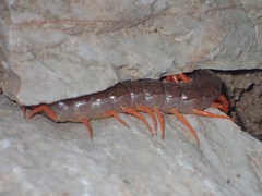 Scolopendra dehaani