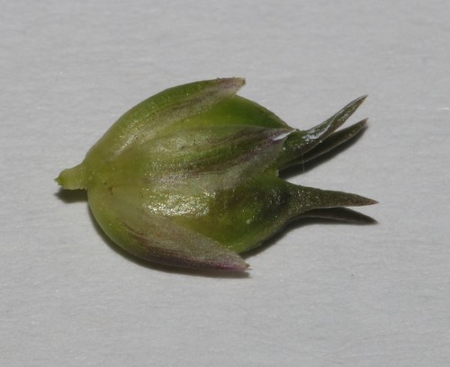 Image of Muraltia ononidifolia by (c) Brian du Preez, some rights reserved (CC BY-SA)