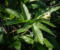 Cardamine enneaphyllos