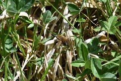 Dotted Bee Fly