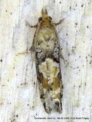 Zeiraphera canadensis