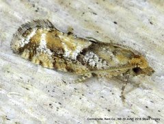 Zeiraphera canadensis