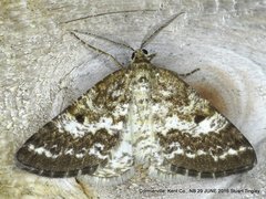 Eufidonia discospilata