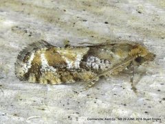 Zeiraphera canadensis