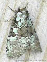 Leuconycta lepidula