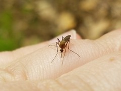 Aedes canadensis