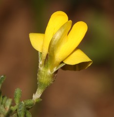 Lotononis densa densa