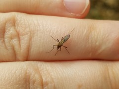 Aedes canadensis