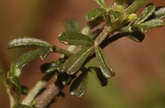 Lotononis densa densa