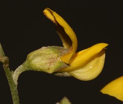 Lotononis densa densa