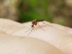 Aedes canadensis