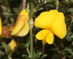 Lotononis densa densa