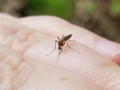 Aedes canadensis