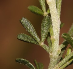 Lotononis densa densa