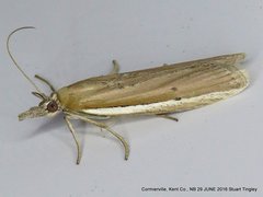 Pima albiplagiatella