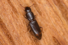 Rhizophagus bipustulatus