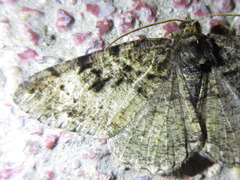 Parectropis nigrosparsa