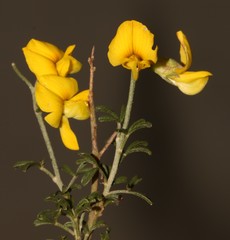 Lotononis densa densa