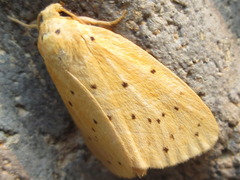 Stigmatophora flava leacrita