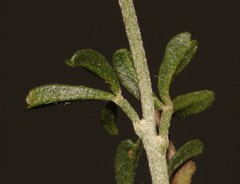 Lotononis densa densa