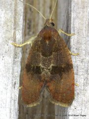 Evora hemidesma
